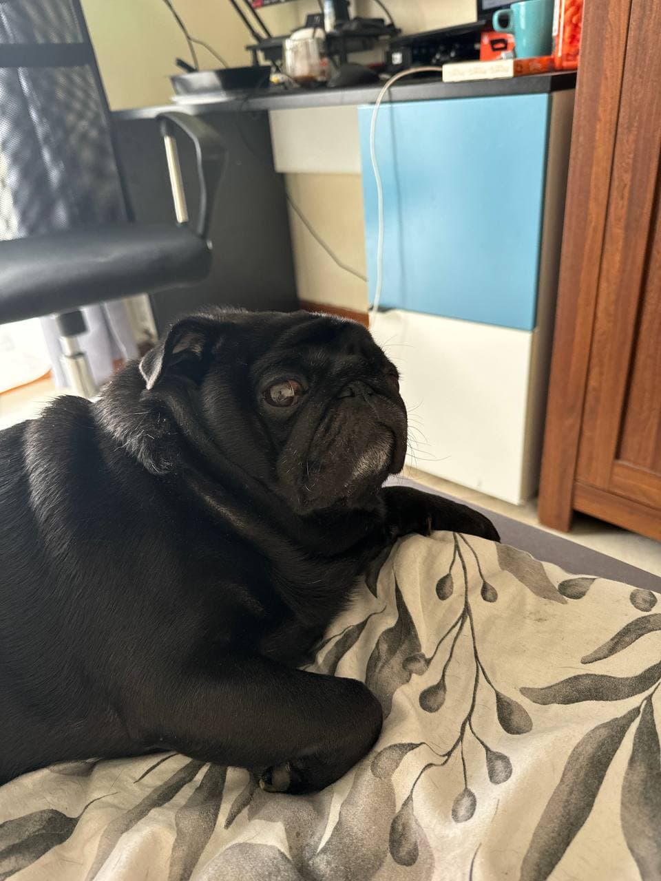 mockingpug